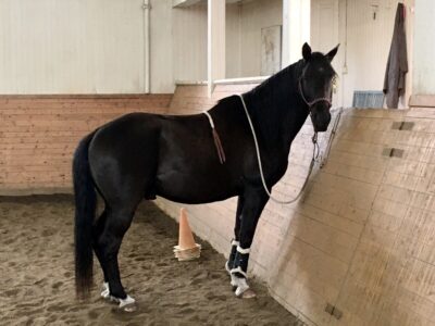 Trevlig angloarab säljes/alt. foder