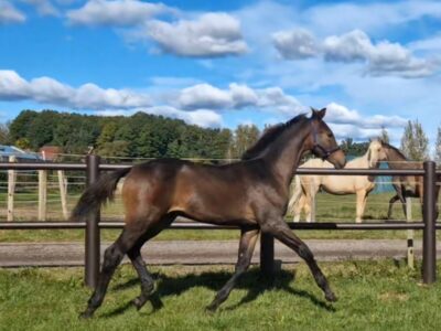 Hingst f. 2024 den ultimate choice