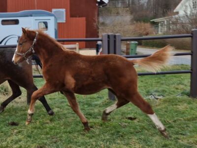 Framtida ponny topper