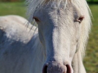 Charmig B-ponny för framtiden