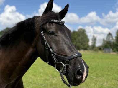 Valack med framtiden för sig efter Sankt Erik ll