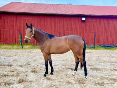 Sto -23 e: Canterbury. Talangfull, välhanterad och bra temperament